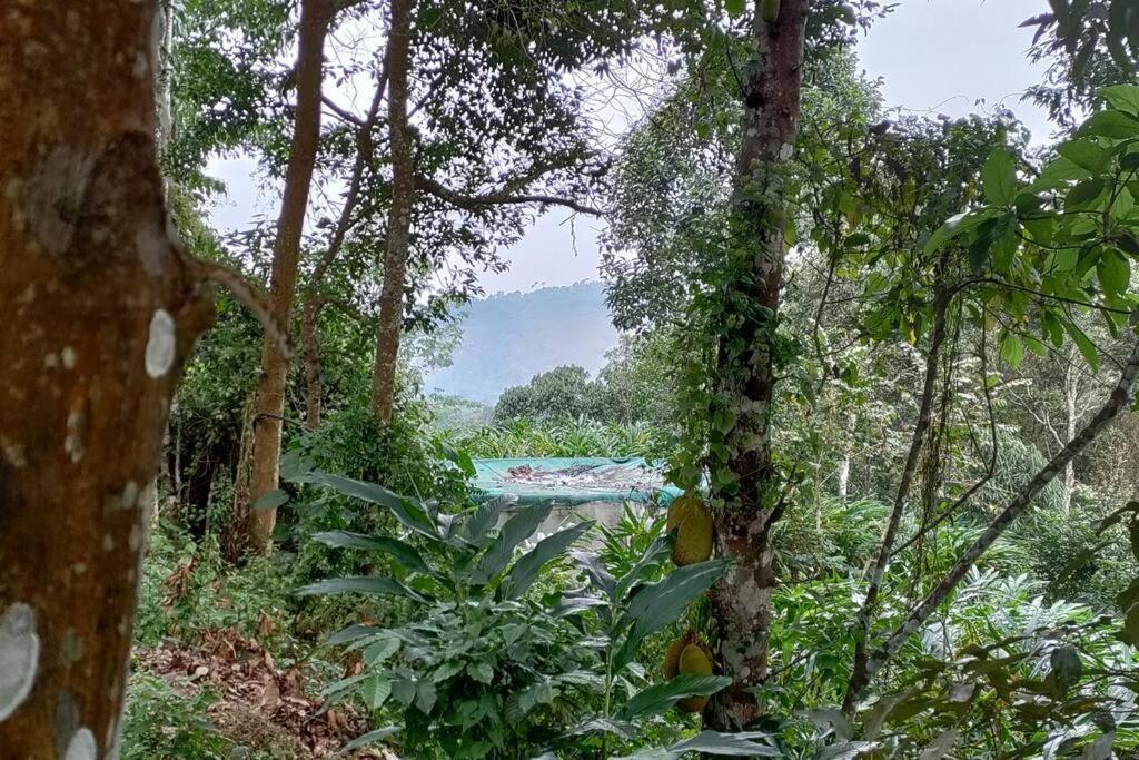Coffee Camp Home Stay With Tree House Kattappana Dış mekan fotoğraf
