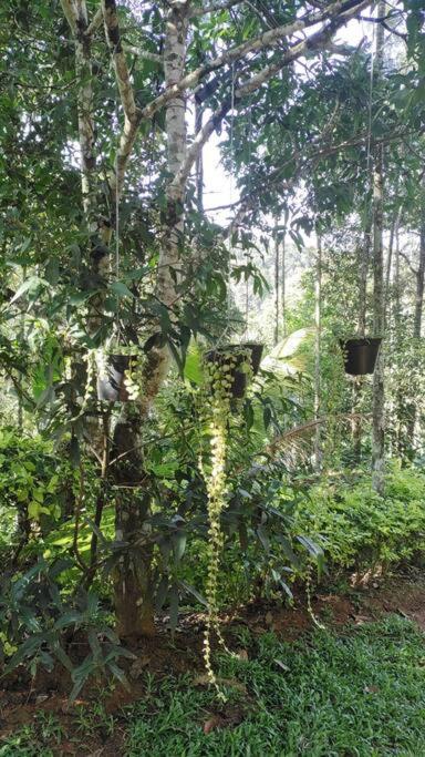 Coffee Camp Home Stay With Tree House Kattappana Dış mekan fotoğraf