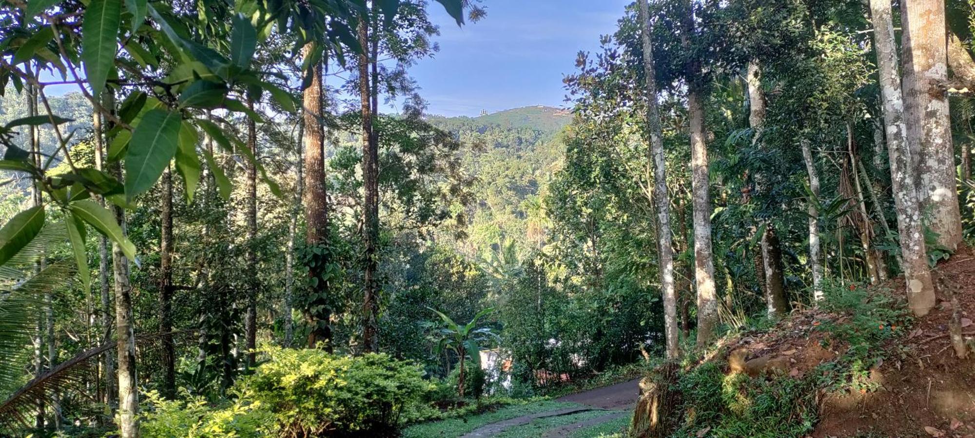 Coffee Camp Home Stay With Tree House Kattappana Dış mekan fotoğraf